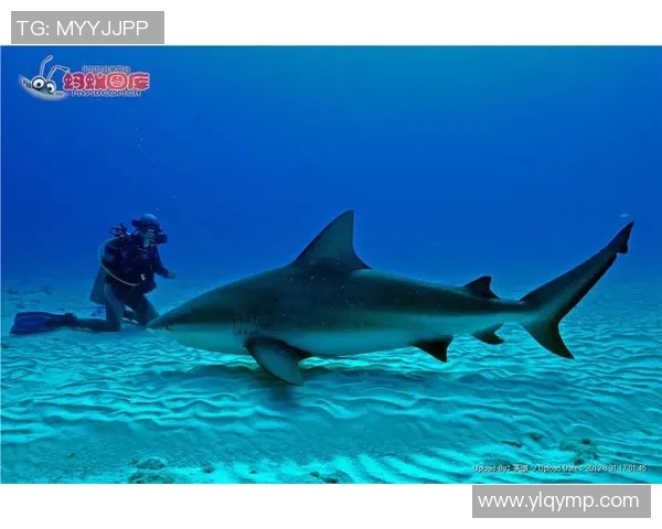 南海鲨鱼与惠灵顿圣徒的激烈对决揭示了球队实力与战术的较量